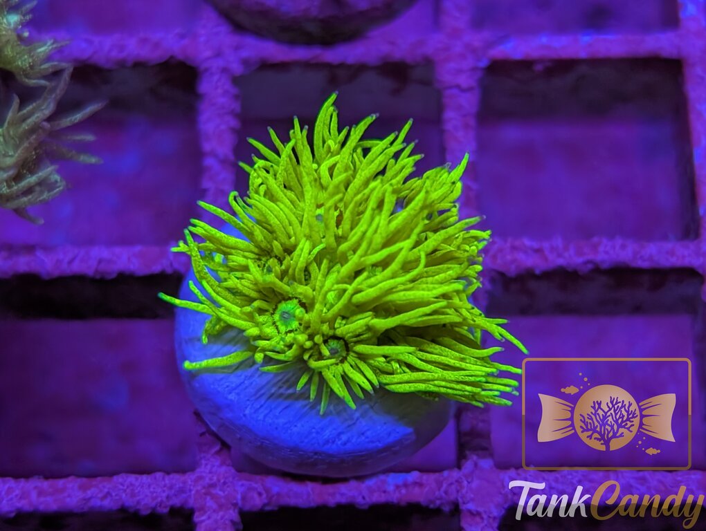 Kevins OG Highlighter WYSIWYG GH11 [MUST]