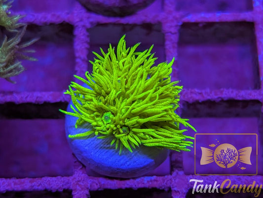 Kevins OG Highlighter WYSIWYG GH11 [MUST]