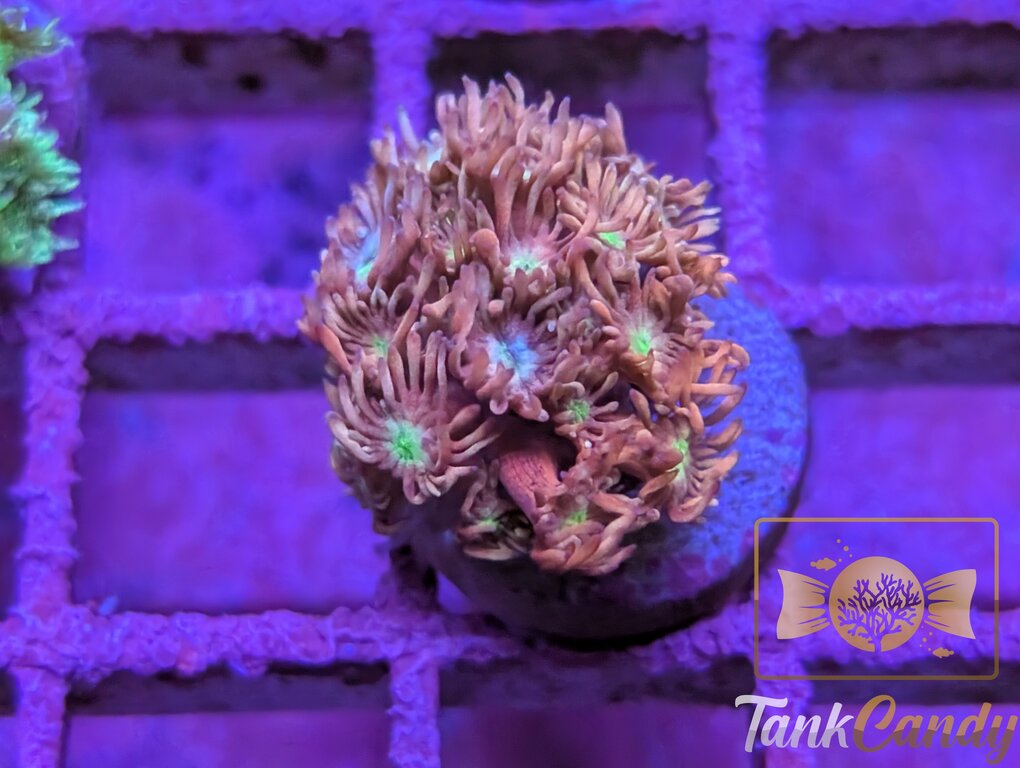 TC Blow Pop Goni WYSIWYG GH12 [MUST]