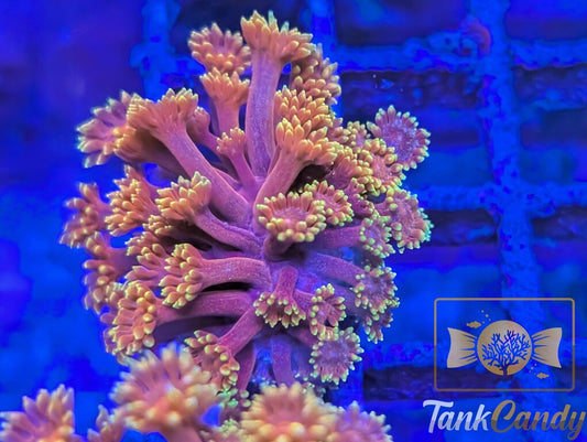 BLA Crown of Thorns Bernard WYSIWYG GK3