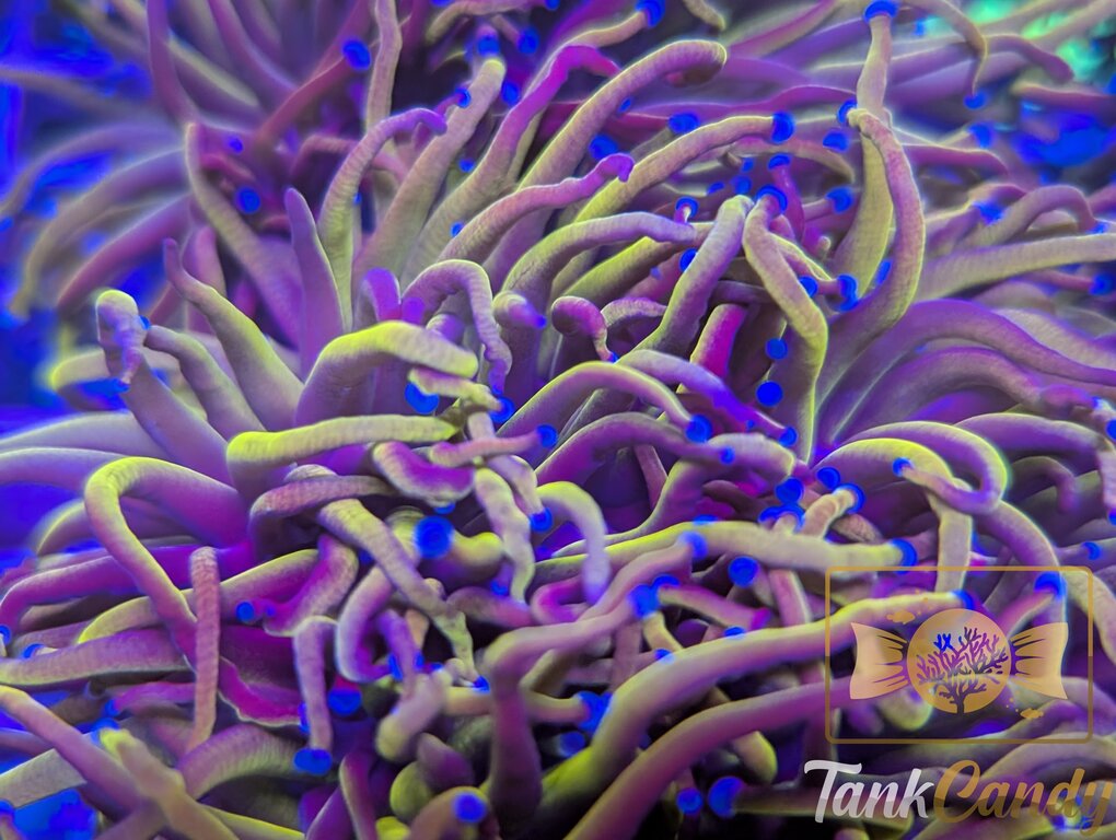 Indo Gold Torch Triple WYSIWYG TD3