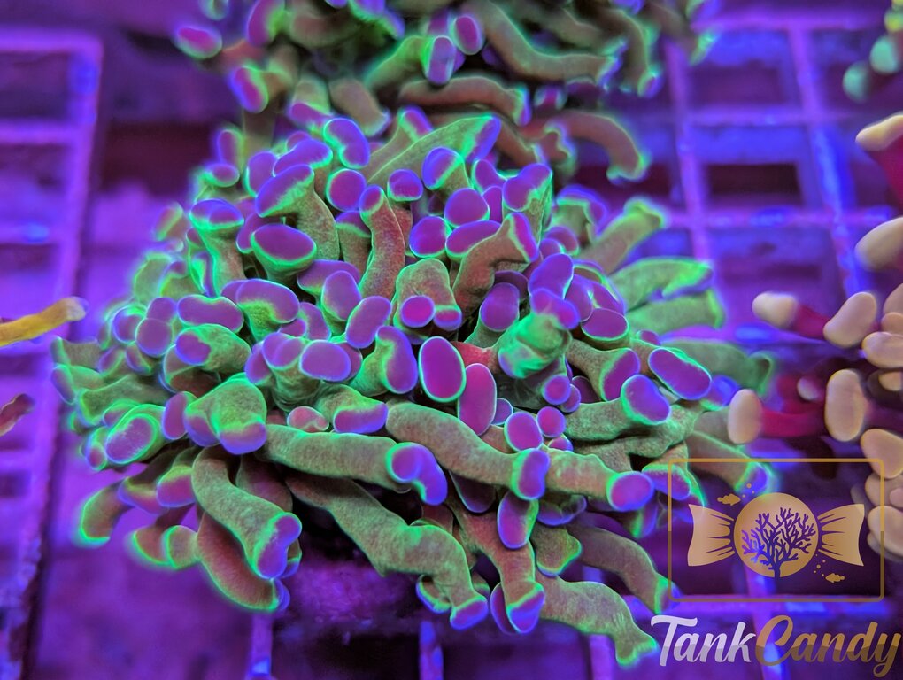 Bi Color Hologram Hammer Double WYSIWYG HA2