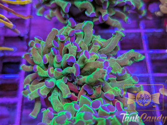 Bi Color Hologram Hammer Double WYSIWYG HA3