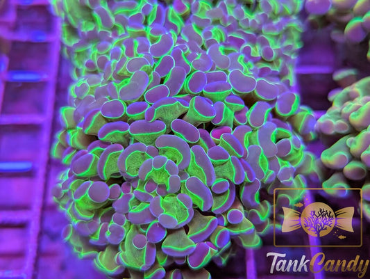 Hulk Hologram Hammer Double WYSIWYG HA5