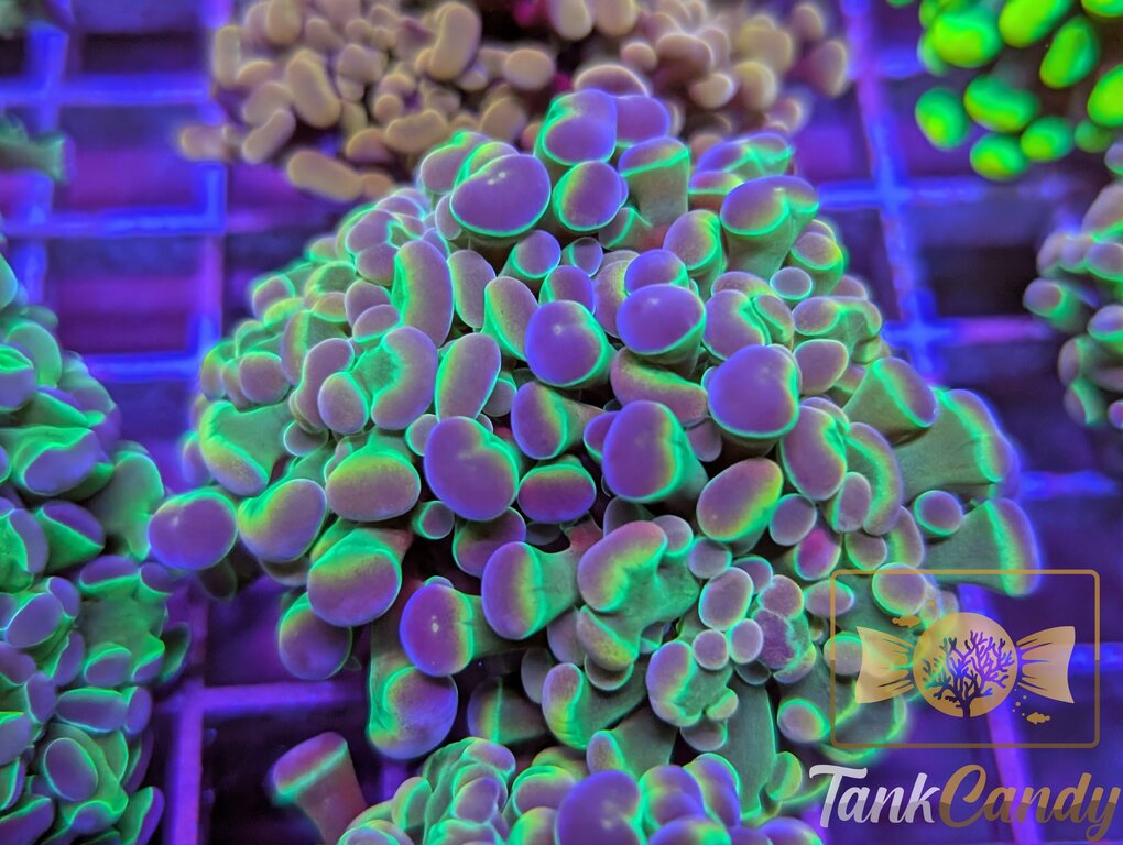 Purple Hologram Hammer Double WYSIWYG HB4 [MUST]
