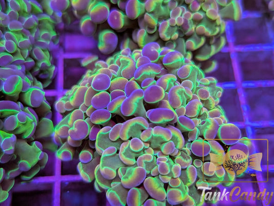 Purple Hologram Hammer Double WYSIWYG HB5 [MUST]