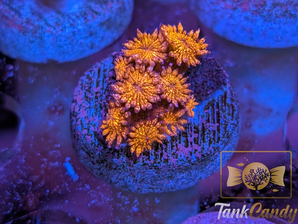TC Bahama Mamma Red Glitter Goni WYSIWYG GZ3 [MUST]