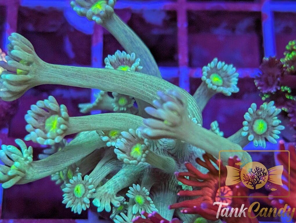 TC Daisy Carnival Goni WYSIWYG GA12