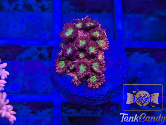 TC Candy Apple Goni WYSIWYG GB12