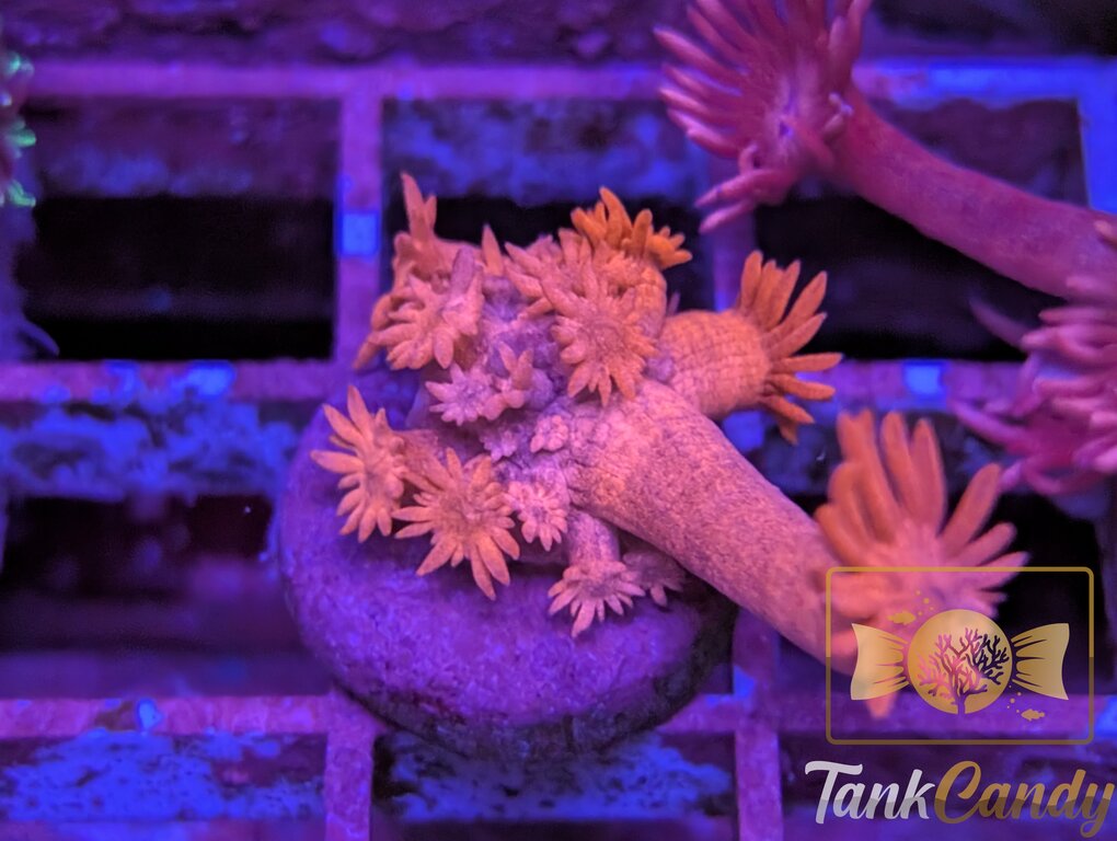 Tonys Orange Highlighter Goni [MUST] WYSIWYG GD12