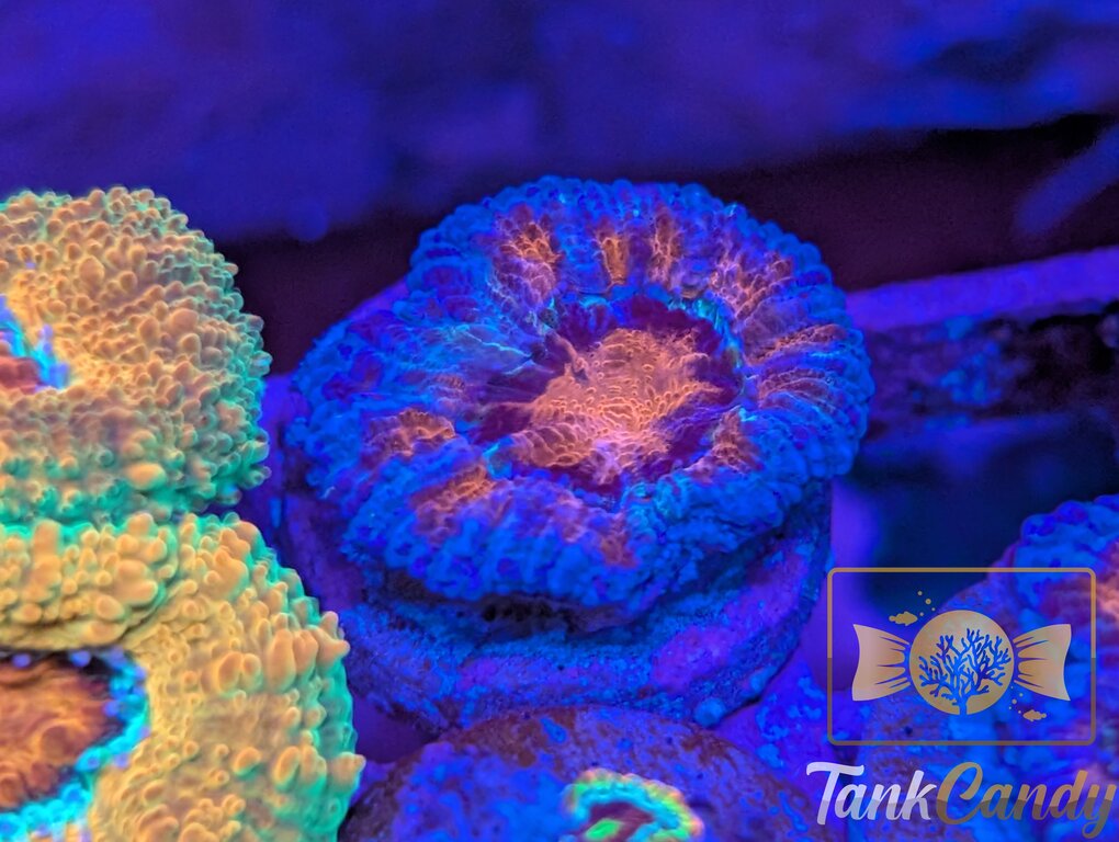 TC Nebula Acan [MUST] WYSIWYG BA2