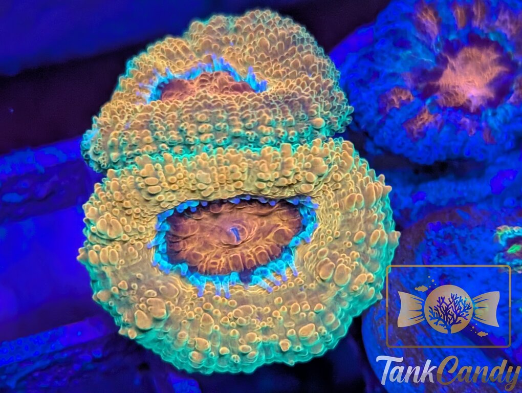 BSA Killshot Acan [MUST] WYSIWYG BA1