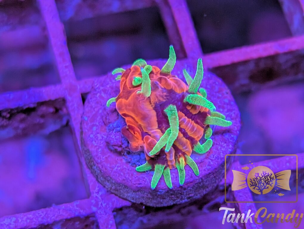 OG TCK Insanity Plate [MUST] WYSIWYG PA1