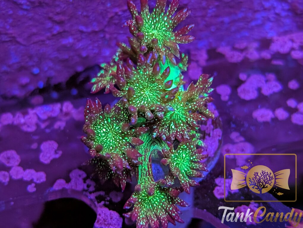 OG Glitter Bomb Goni [MUST] WYSIWYG DGA2