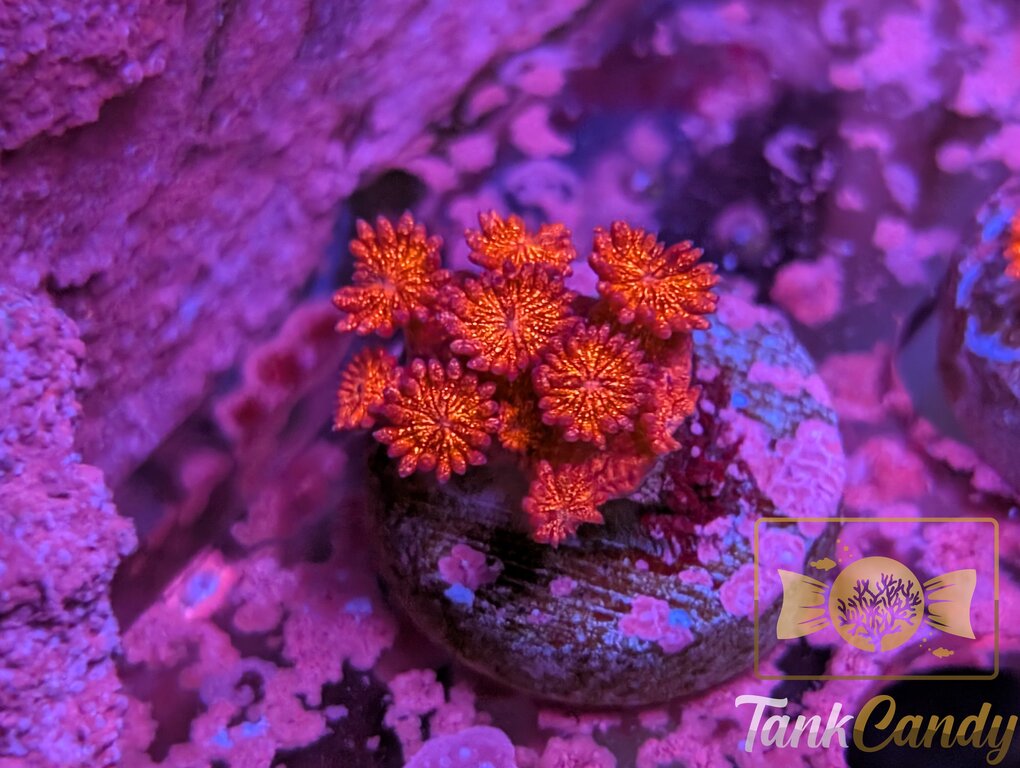 TC Bahama Momma Red Glitter Goni [MUST] WYSIWYG DGA11