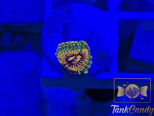 Grand Master Krakatoa Zoa WYSIWYG ZA11