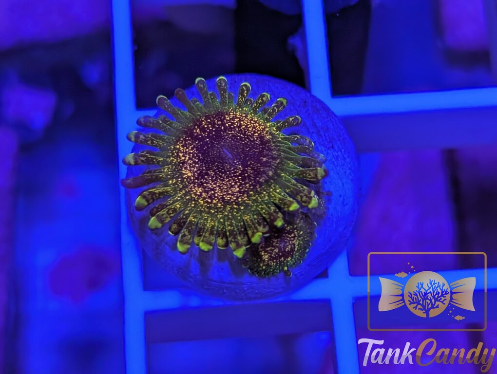 Northern Lights DOUBLE Zoa WYSIWYG ZA1 [MUST]
