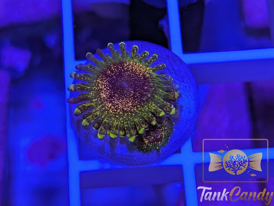 Northern Lights DOUBLE Zoa WYSIWYG ZA1 [MUST]