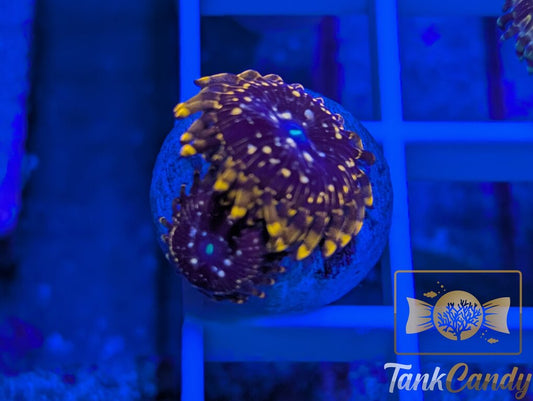 CB Pink Utter Chaos DOUBLE Zoa WYSIWYG ZA15