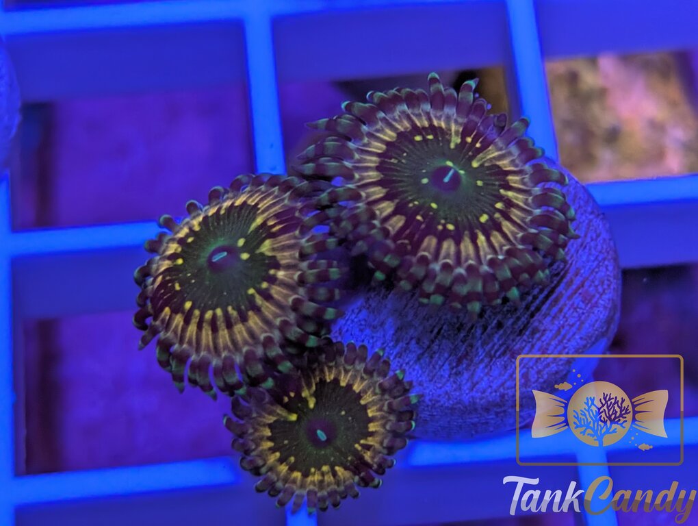CK Monsters inc Zoa WYSIWYG ZA6 [MUST]