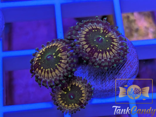 CK Monsters inc Zoa WYSIWYG ZA6 [MUST]