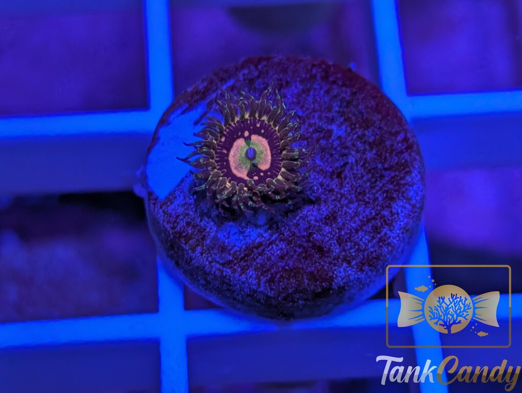 Pink Krakatoa Zoa WYSIWYG ZA9