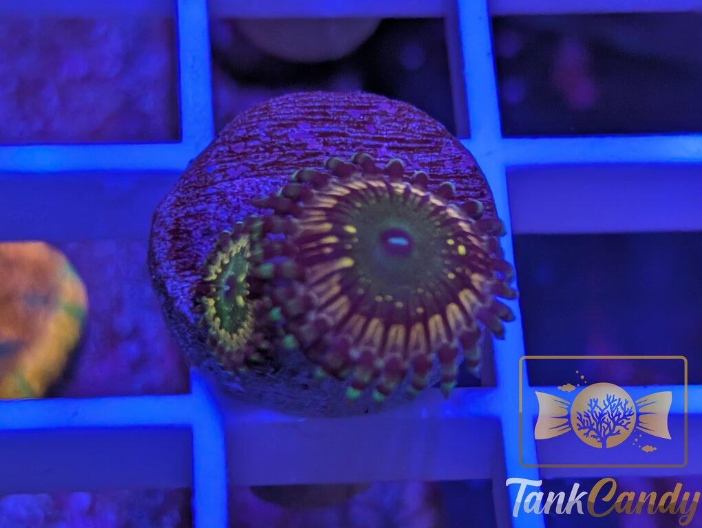 CK Monsters inc Zoa WYSIWYG ZA5 [MUST]