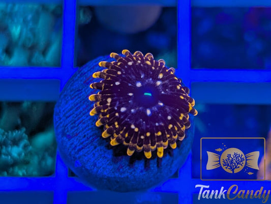 CB Pink Utter Chaos Zoa WYSIWYG ZA14