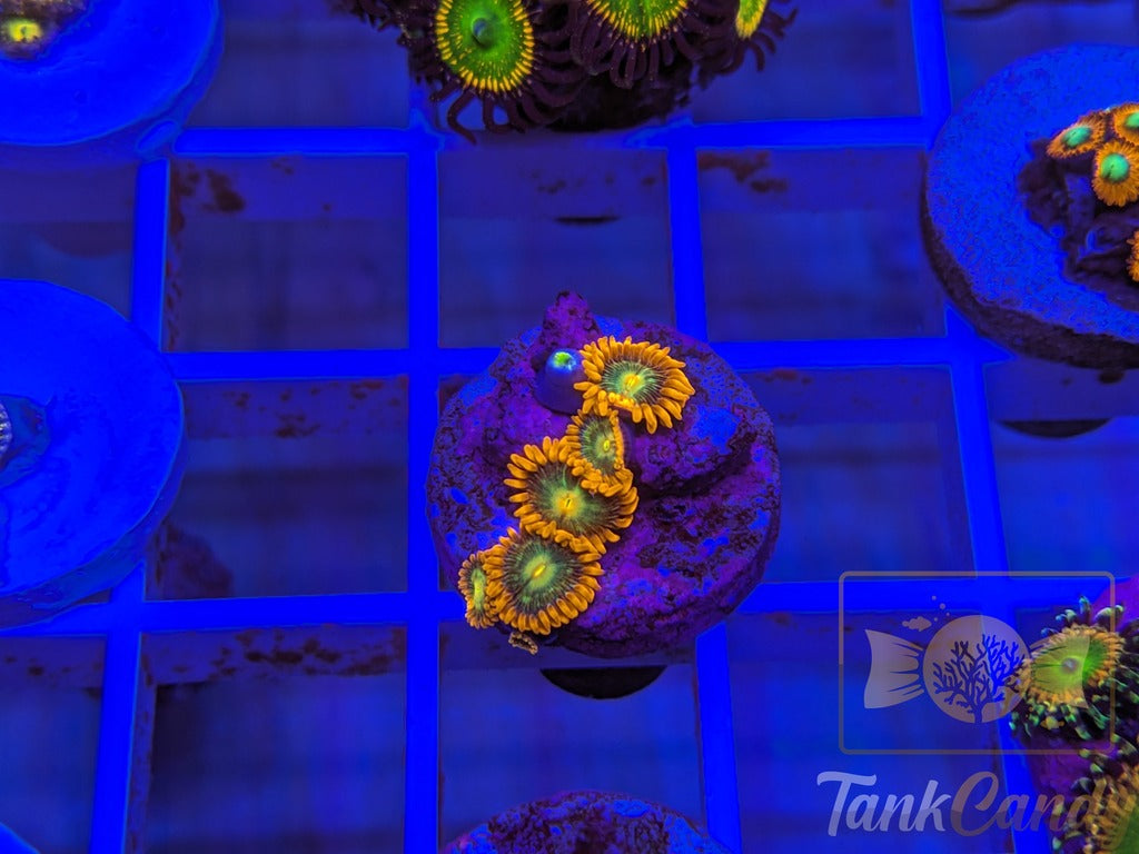 CB Rock Stars Zoa Multi WYSIWYG ZB3