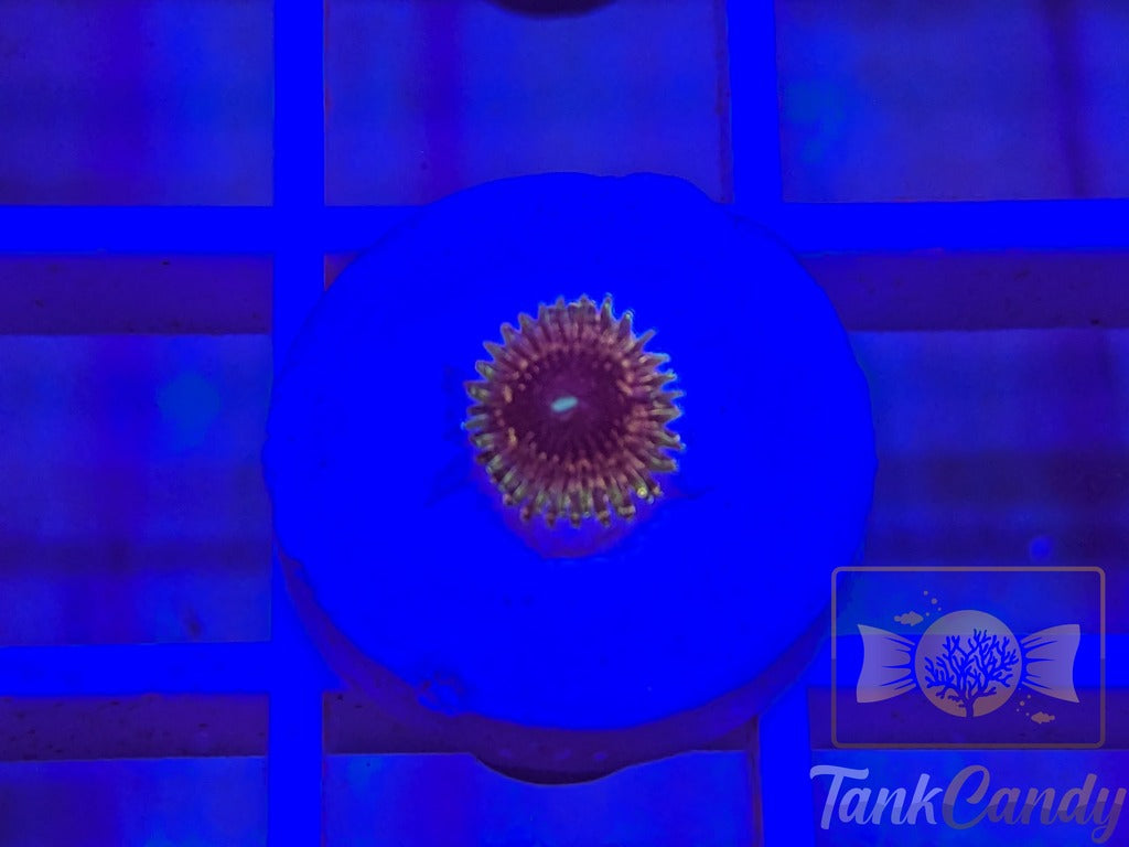 CaliKid Soul Sucker RARE Zoa Single WYSIWYG ZC10