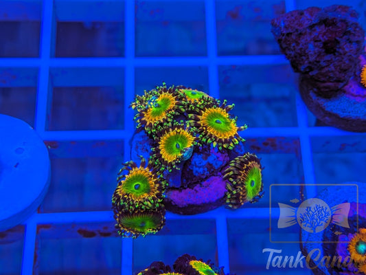 Jason Fox Rainbow Trolls Zoa Multi WYSIWYG ZB1