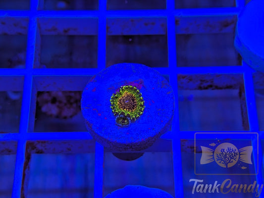 Northern Lights Double Zoa WYSIWYG ZA1