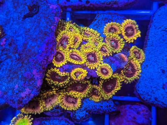 CK Soul Sucker Zoa