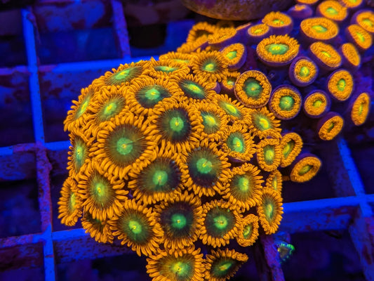 CB Rockstar Zoa