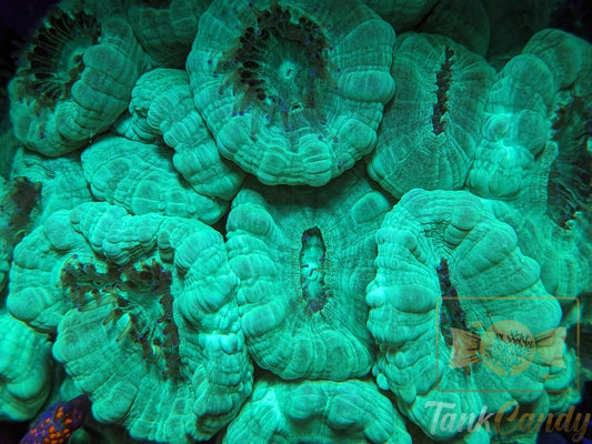Green Candy Cane Coral