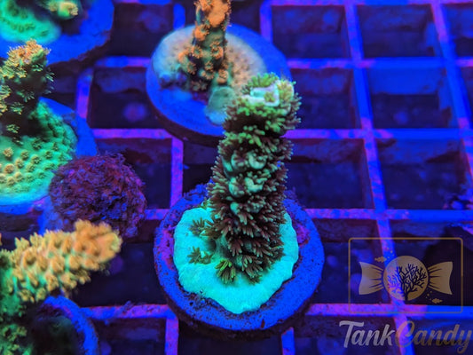 TankCandy Color of Space SPS WYSIWYG SE6