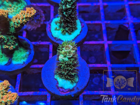 TankCandy Color of Space SPS WYSIWYG SE7