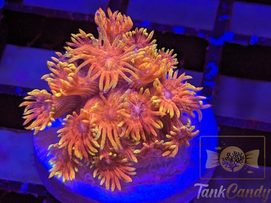 TC Dayglo Orange Glitter Gonipora WYSIWYG GA5