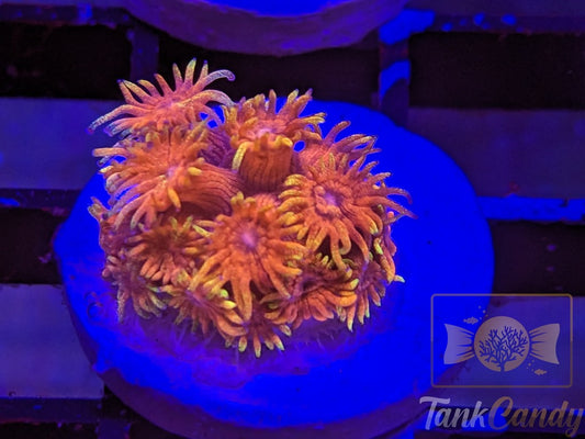 TC Dayglo Orange Glitter Gonipora WYSIWYG GA6