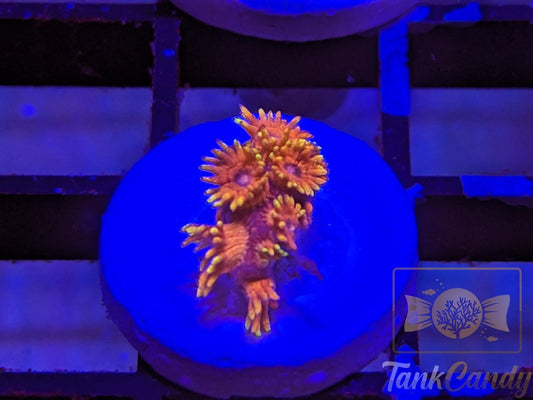 TC Dayglo Orange Glitter Gonipora WYSIWYG GA7