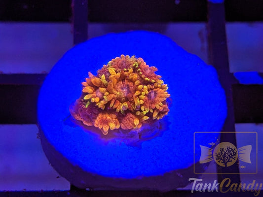 TC Dayglo Orange Glitter Gonipora WYSIWYG GA8