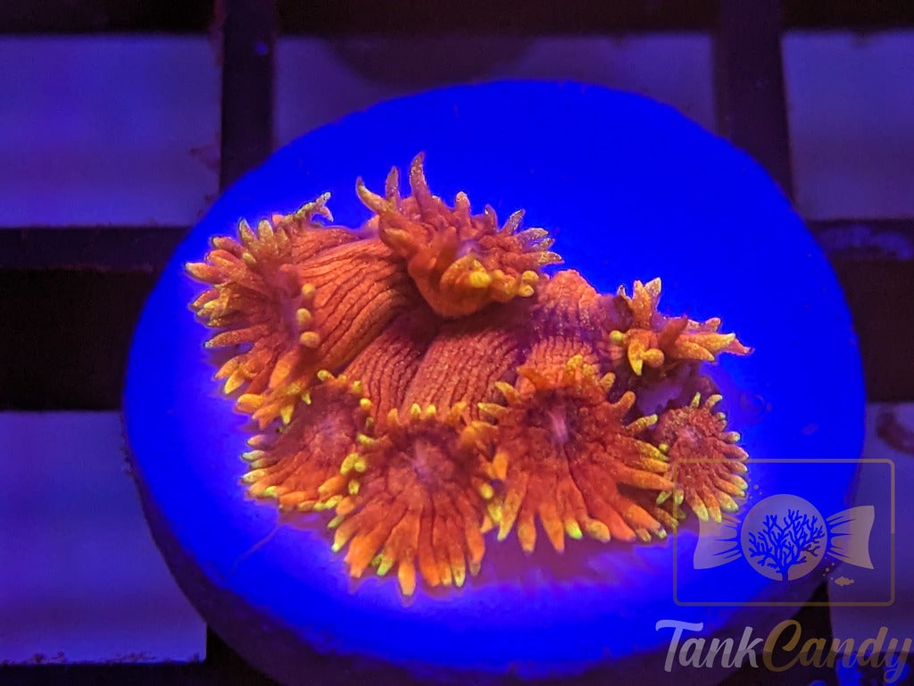 TC Dayglo Orange Glitter Gonipora WYSIWYG GA9