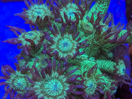 TC Purple Glitter Gonipora [MUST]