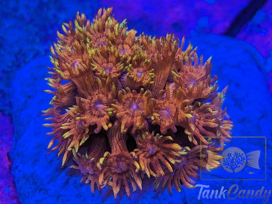 TankCandy Dayglo Orange Glitter Gonipora [MUST]