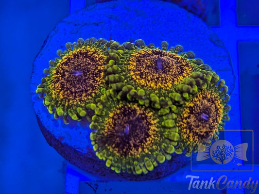 Northern Lights Zoa Quad WYSIWYG ZA1