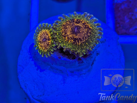 Northern Lights Zoa Double WYSIWYG ZA2