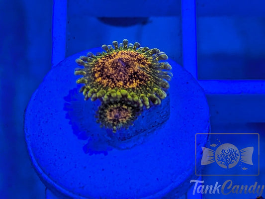 Northern Lights Zoa Double WYSIWYG ZA3