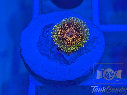 Northern Lights Zoa Single WYSIWYG ZA5