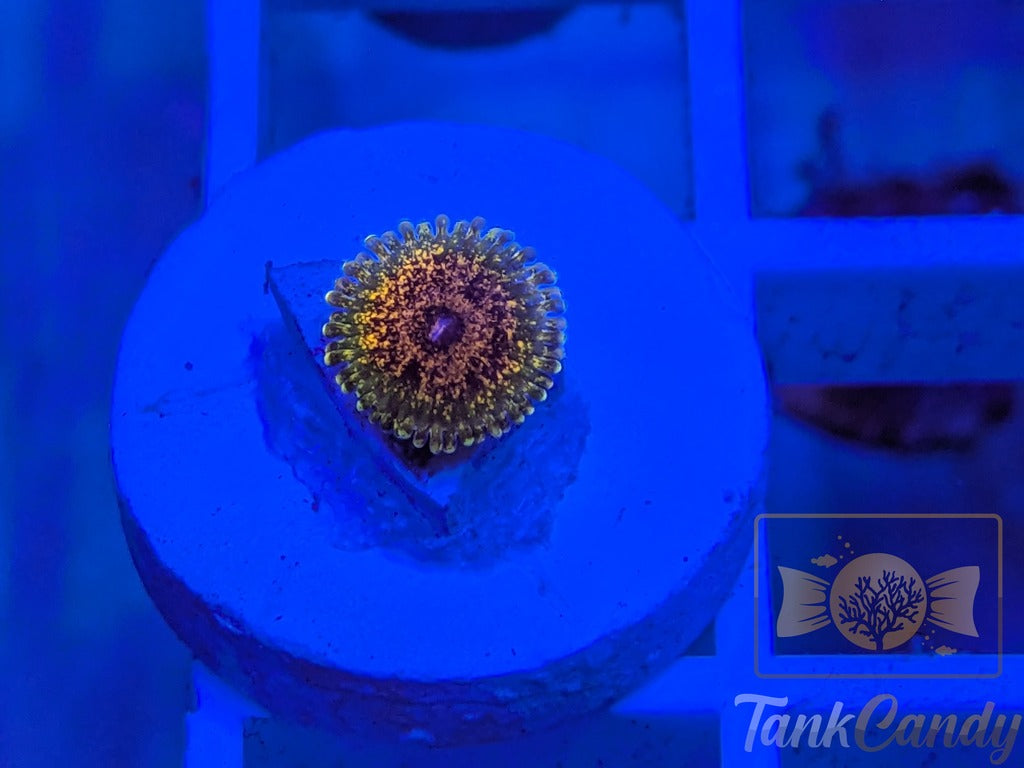 Northern Lights Zoa Single WYSIWYG ZA6