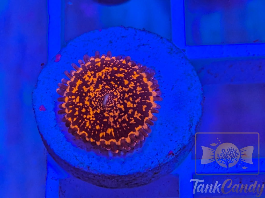 RARE OG Campfire Zoa Single WYSIWYG ZA7